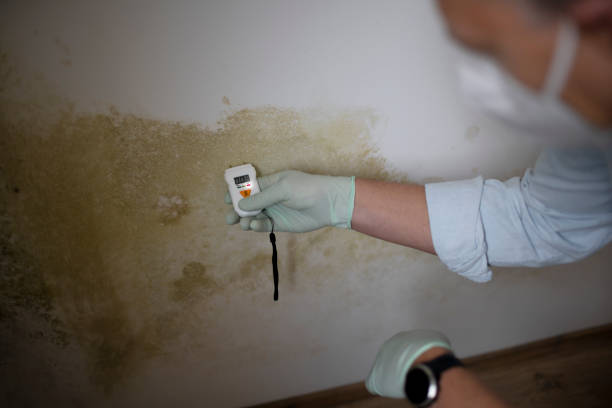 Best White Mold Remediation in Carlsbad, NM